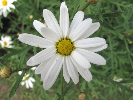 Argyranthemum frutescens(white)  P18