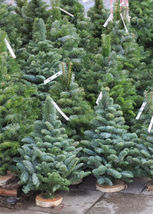 Christmas trees near Dublin at Jones Garden Centre Donabate
