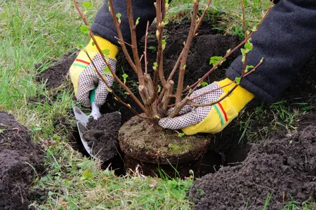 15 gardening tips for April