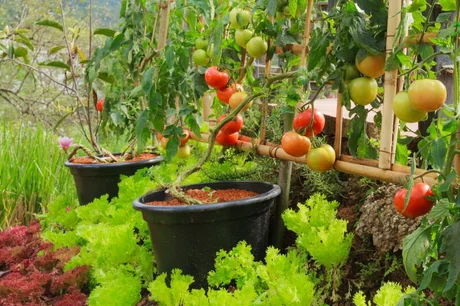 15 Gardening tips for July