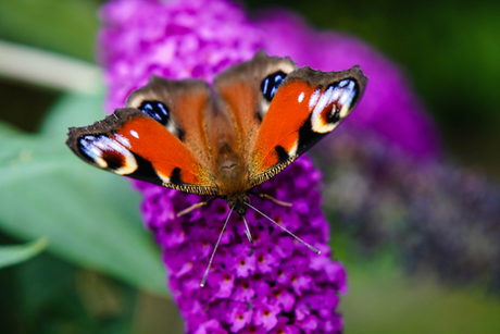 15 Gardening Tips for June
