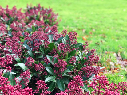 7 tips for a strong skimmia!