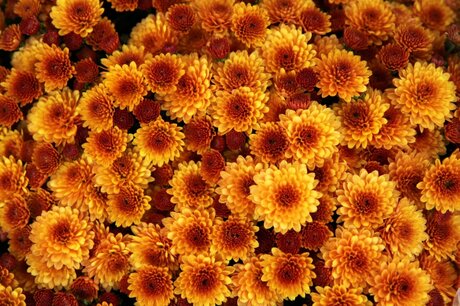 Autumn Colour