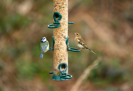 Autumn's Feathered Friends: A Guide to Bird Care