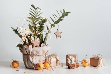 Christmas tree? Christmas plant! Here's how to decorate your houseplant