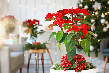 Deck the Halls with Blooms: A Guide to Christmas Houseplants
