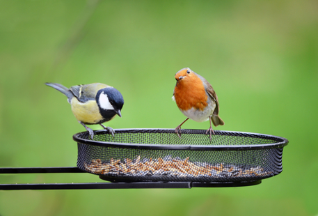 Feed the garden birds