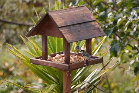 Feeding birds in your garden in winter