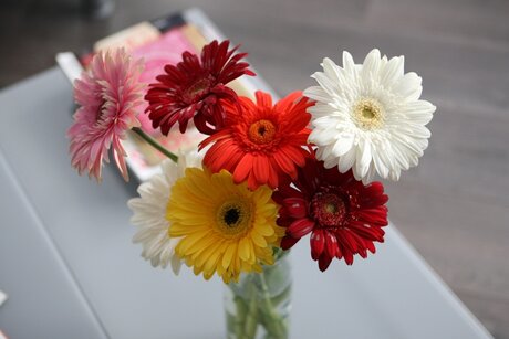 Flower of the month: Gerbera