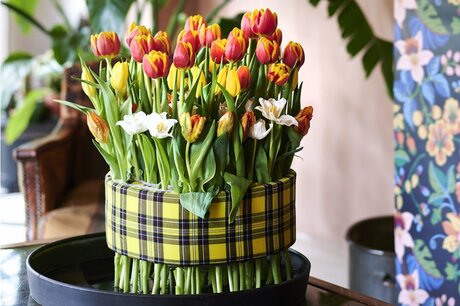 Flower of the month: Tulip