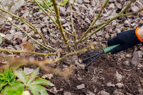 Get Your Garden Ready for Winter: Soil Preparation Tips from Jones
