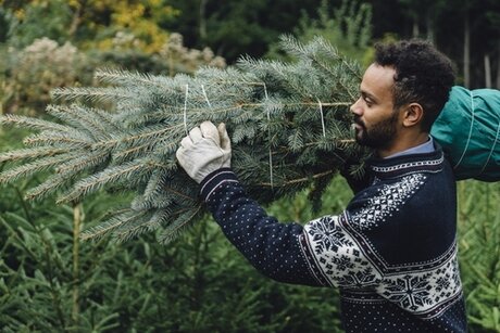 Guide to choosing the right Christmas Tree