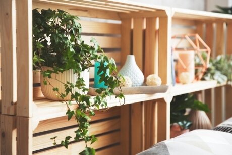 Home trend: growing Ivy indoors