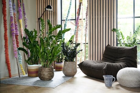 Houseplant of the month January: Zamioculcas