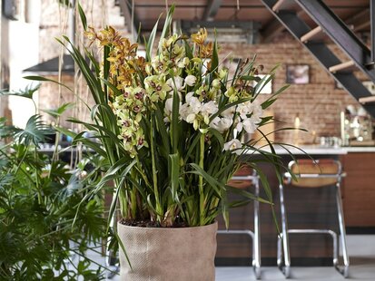 Houseplant of the month October: Cymbidium