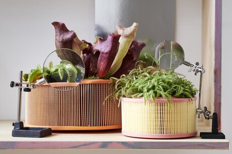 Houseplant of the month: Carnivorous plant