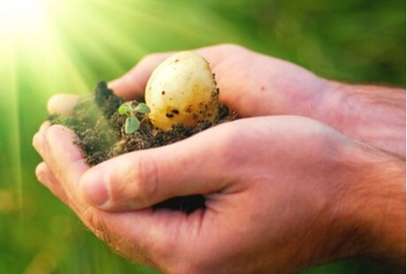 How to grow your own Seed potatoes