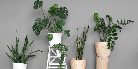 How to take care of your Monstera