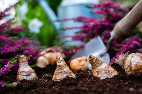 It's almost time to plant your bulbs