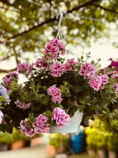 Mother's Day Gift Ideas