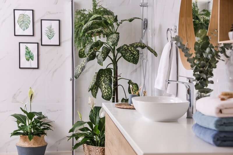 Plants that thrive in the bathroom - Jones Garden Centre