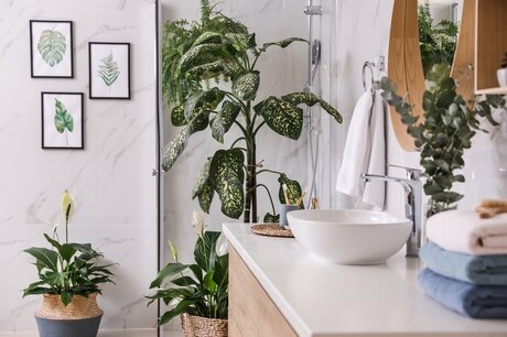 Plants that thrive in the bathroom