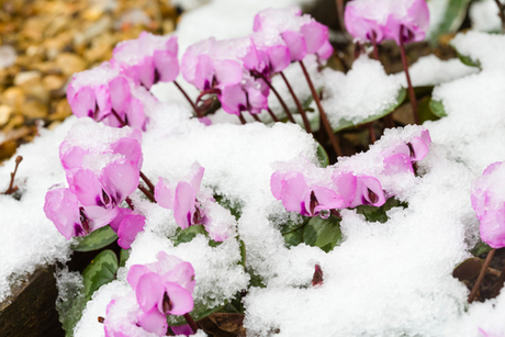 Safeguarding your garden greenery this winter