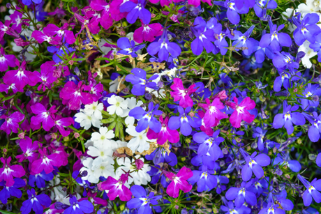 The difference between annuals and perennials