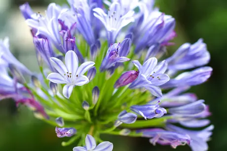 Top 5 drought tolerant plants