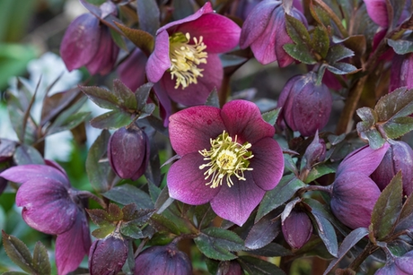 Top Plants for Winter Colour