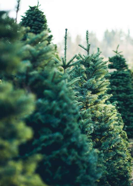 Buy real Christmas trees near Dublin at Jones Garden Centre in Donabate
