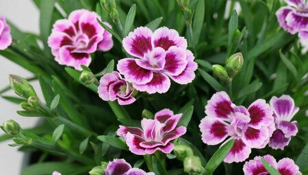 10.5cm Dianthus