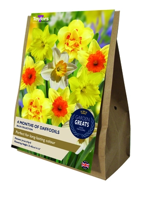4 Months Of Daffodils Collection Gg
