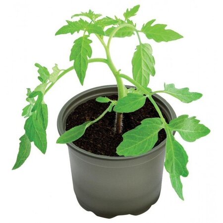 9cm Bio-Based Growing Pots (5)