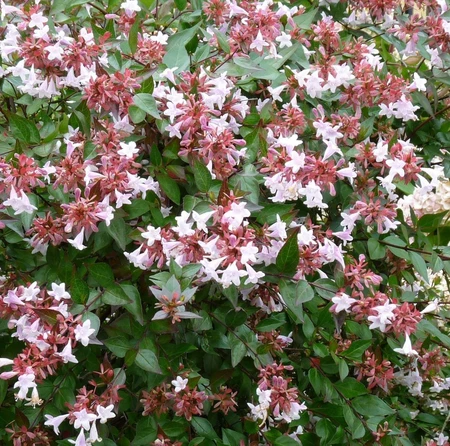 Abelia grand. 'Sherwood'  2 Ltr pot