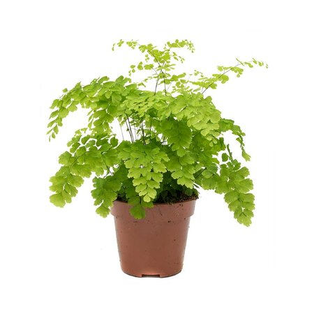 Adiantum raddianum 'Fragans'  P12