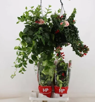 Aeschynanthus mix  P15, hanging pot