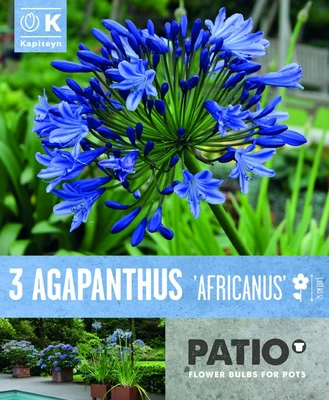Agapanthus Africanus