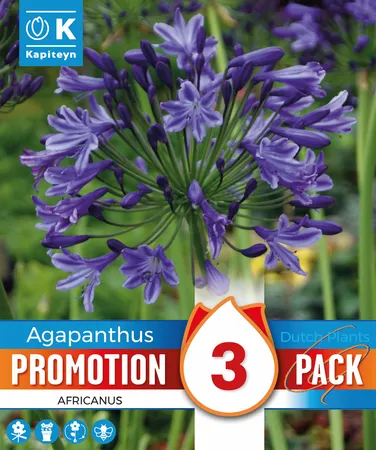Agapanthus Blue