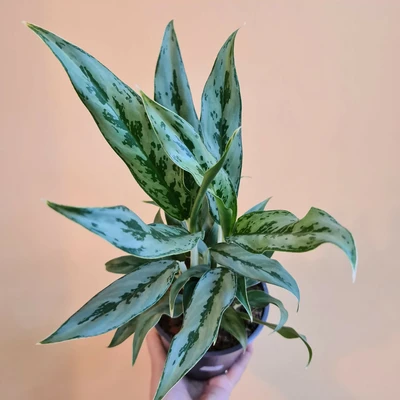 Aglaonema 'Greyhound' P12