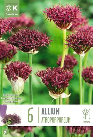 Allium Atropurpureum