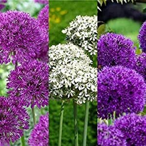 Allium Border Mixed 10-12