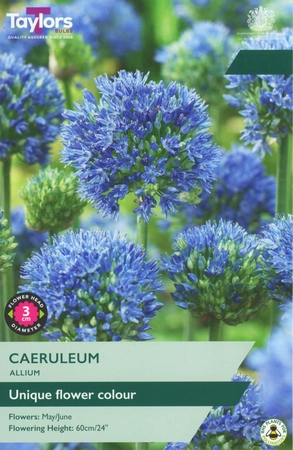 Allium Caeruleum TP