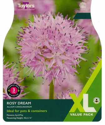 Allium Carolinianum Rosy Dream 6+ Xl