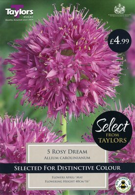Allium Carolinianum Rosy Dream 6Up