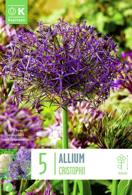 Allium Cristophii