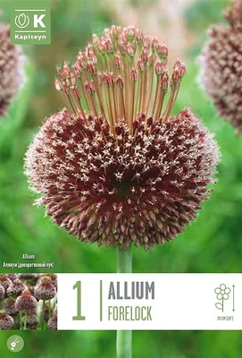 Allium Forelock
