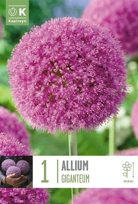 Allium Giganteum