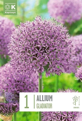 Allium Gladiator