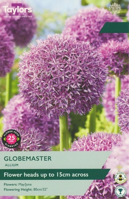 Allium Globemaster 18-20 P/P